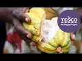 Making Chocolate: Cacao Tree To Chocolate Bar - YouTube