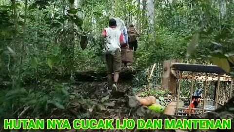 MEMIKAT CUCAK RANTE DAN MANTENAN AKHIRNYA SI IJO BISA KITA TAKHLUKKAN