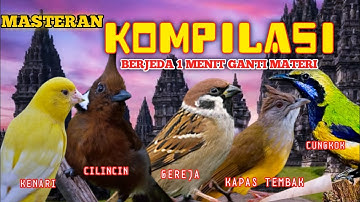 Masteran kompilasi lengkap berjeda tiap menit ganti materi suara jernih