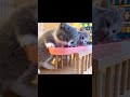 Hungry little cats #cat #shorts