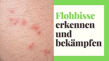 Wie kommt ein Floh ins Bett?