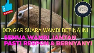 SUARA BURUNG WAMBI BETINA BIRAHI GACOR BONGKAR ISIAN, JANTAN JAMIN RESPON DAN BERNYANYI