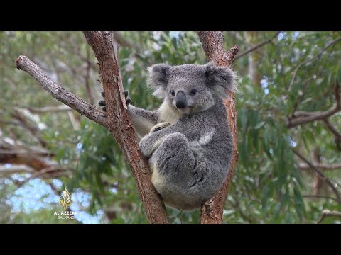 Video: Zašto medvjedi koala jedu?