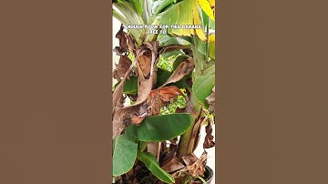 7 Common Mistakes to Avoid When Growing Banana Plants: Essential Tips for Success!