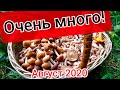 ОЧЕНЬ МНОГО ОПЯТ!!!ОПЯТА ПОДМОСКОВЬЕ 2020.ИДУТ ПОЛНЫМ ХОДОМ.