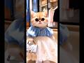 Jugni 2.0 #new #song #cute #cat #funny mere wali jugni ji
