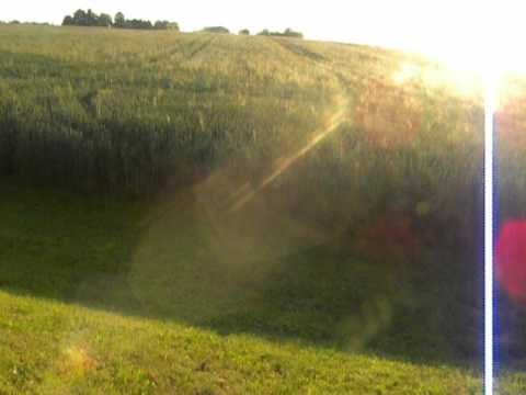 კადრში შემოჭრილი კიტი.