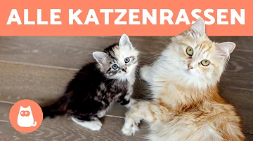 Was für eine Rasse ist meine Katze?