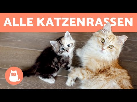 Video: So Finden Sie Die Rasse Einer Katze Heraus