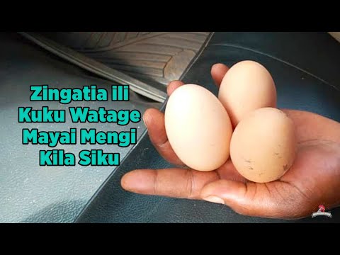 Video: Kuku gani hutaga mayai ya kijani kibichi?