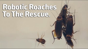 Robotic Roaches To The Rescue