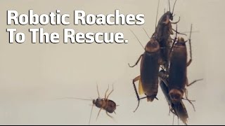 Robotic Roaches To The Rescue