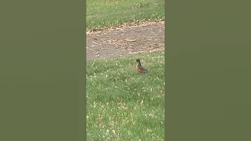 Bird hopping on the lawn grass