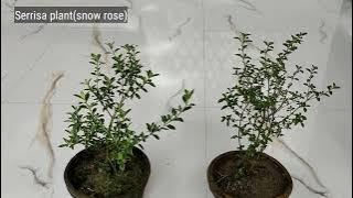 Serrisa plant (snow rose) available for sale. Very healthy and bushy plant, best flowering bonsai.