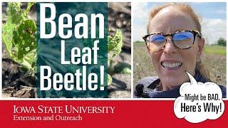 Here's WHY Bean Leaf Beetle Could Be BAD this YEAR! by Integrated Pest Management 148 views 10 days ago 5 minutes, 7 seconds