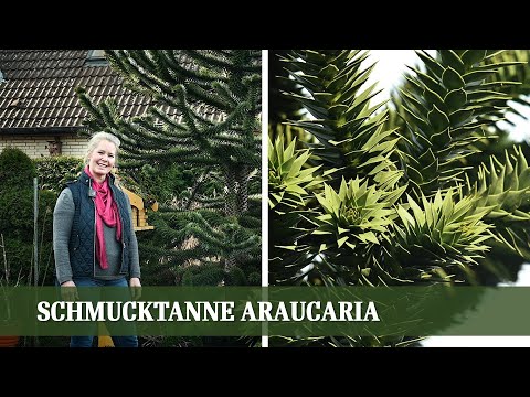 Araucaria - Informationen und Tipps zur chilenischen Schmucktanne