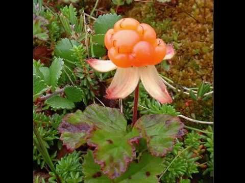 Video: Cloudberry - Benefits, Properties, Application, Nutritional Value, Vitamins
