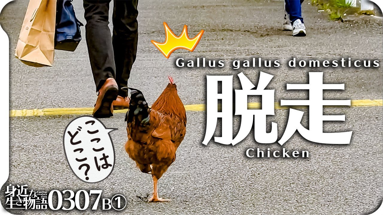 目覚まし ニワトリの鳴き声01コケコッコー Cock A Doodle Doo 鳥の鳴き声図鑑 身近な生き物語 Chicken Gallus Gallus Domesticus Bird Bark Youtube