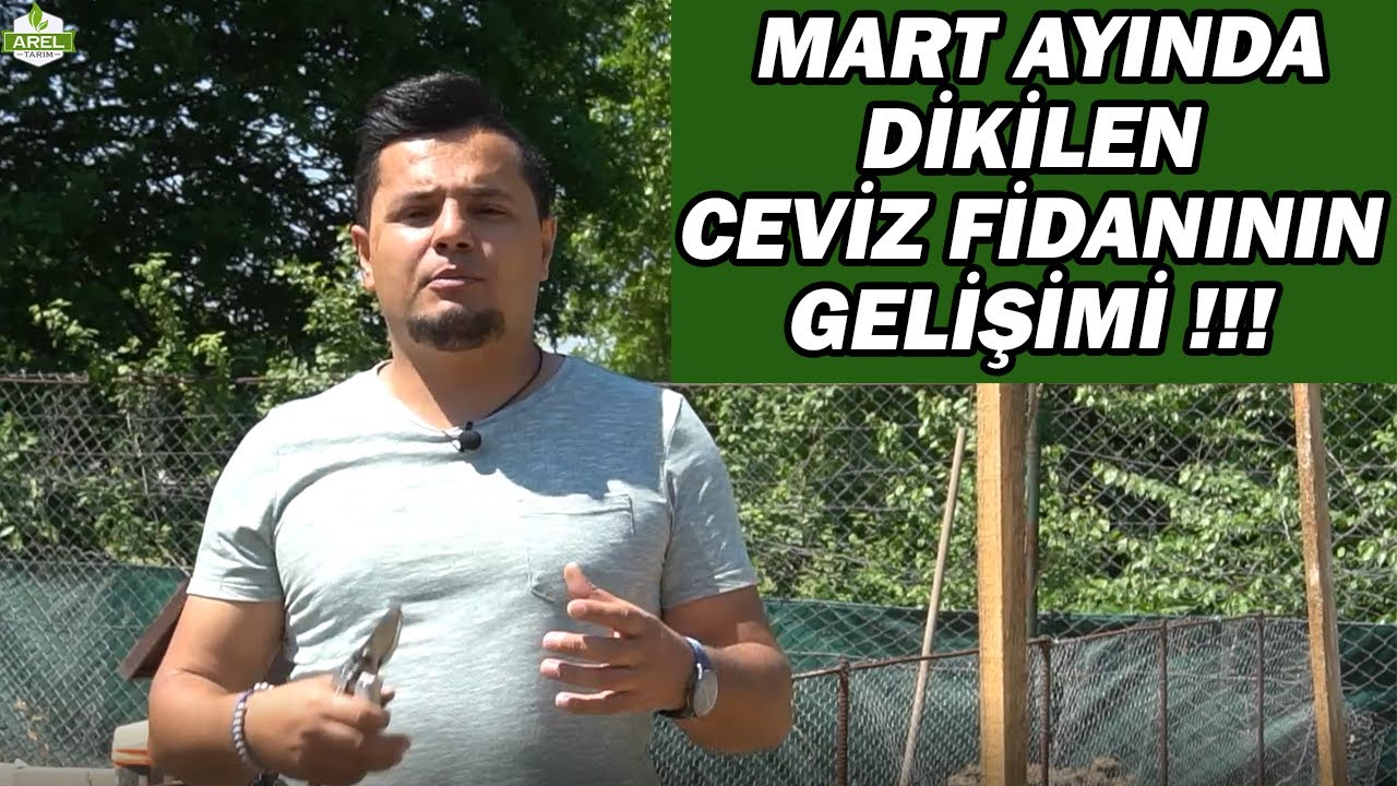 MART AYINDA DİKİLEN CEVİZİN GELİŞİMİ NASIL OLUR ???