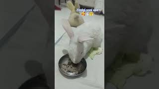 #song #punjabisong #rabbit #bunny #cute #bunnies #bunnyoftheday #love #2026