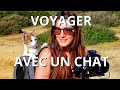 Voyager en van avec un chat  cest possible