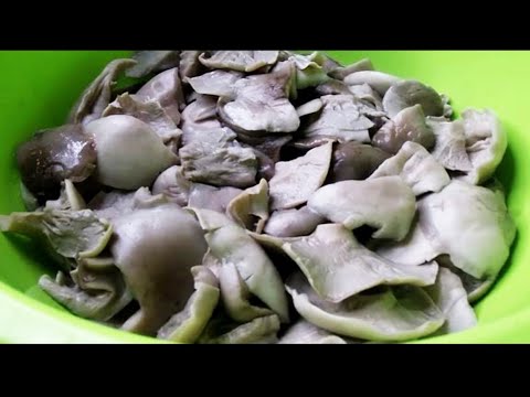 Соление говорушки дымчато-серой. Получается вкусно!👍👍👍