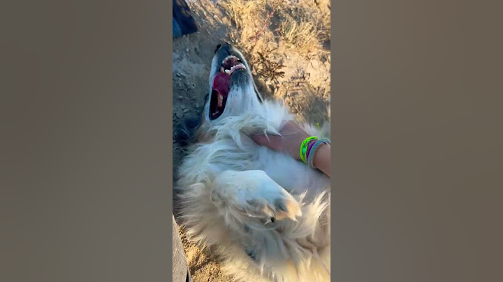 Loyal Aussie loves attention ❤️ farm dog #shorts #aussie #australianshepherd