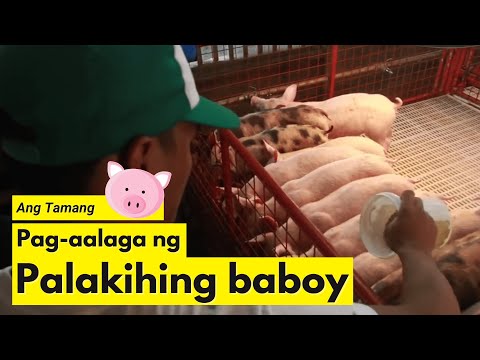 Ang Wastong Paraan ng Pag-aalaga ng Palakihing Baboy