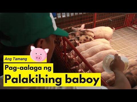 Video: Saan kukuha ng pera para sa kasal: mga tip at ideya, mga pagpipilian sa pautang