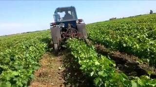 видео купить саженцы в Одессе