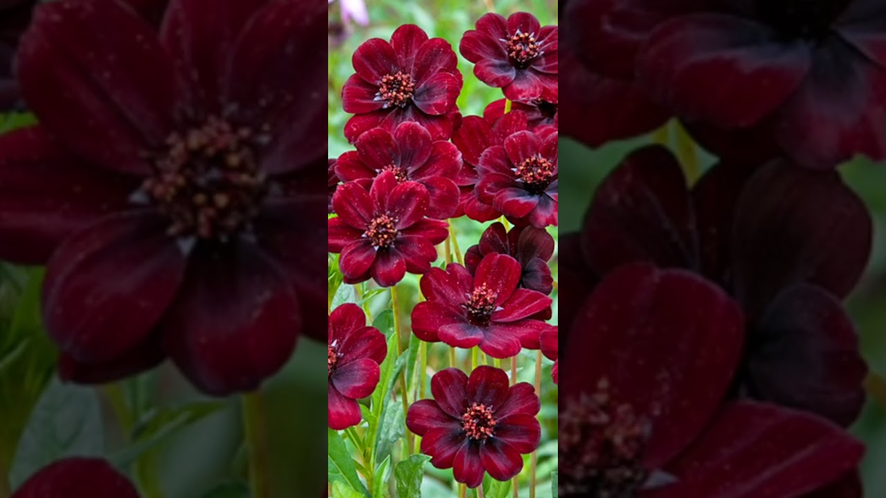 МНОГОЛЕТНЯЯ КОСМЕЯ  COSMOS ATRISANGUINES /РАСЦВЕТАЕТ В ИЗОБИЛИИ С СЕРЕДИНЫ ЛЕТА И ДО ЗАМОРОЗКОВ