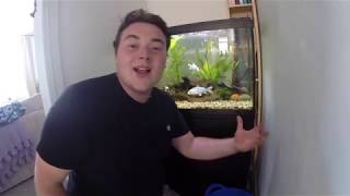 Keeping Koi Carp in a Tank