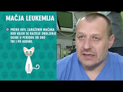 Video: Razlika Između FELV I FIV Kod Mačaka