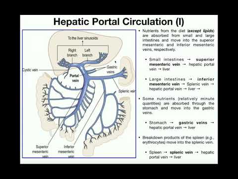 Anatomy | Hepatic