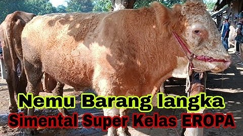 Diluar Pr3dik51!! 33 jt Simental Super !! PERSIAPAN QURBAN Pasar Ambulu Harga MURAH dari pasar Lain