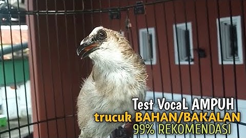 Trucuk BETINA memanggil Jantan Suara Birahi Ngecuplik 100% pancingan trucukan gacor agar BUNYI EMOSI
