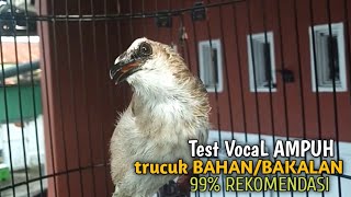 Trucuk BETINA memanggil Jantan Suara Birahi Ngecuplik 100% pancingan trucukan gacor agar BUNYI EMOSI