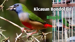 Pancingan Kicauan Bondol Ijo Binglis, Pint Tailed Parrot