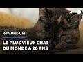 Flossie le plus vieux chat au monde  afp