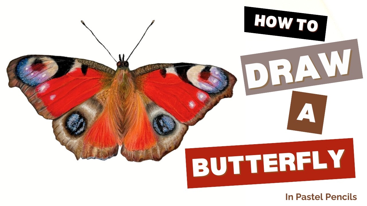 How To Draw A Realistic Peacock Butterfly In Pastel Pencils