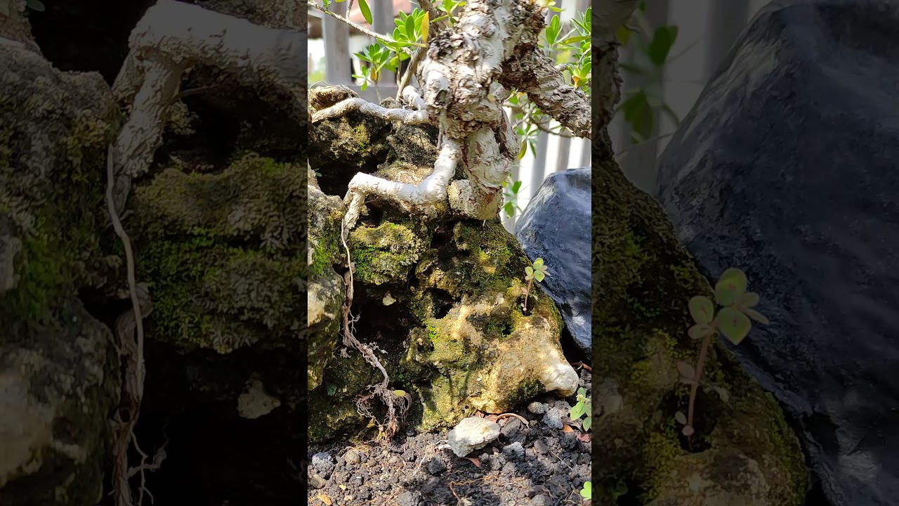 Dari Semai Biji Bisa Pecahin Batu Karang Hasilnya Natural. Santigi Bonsai Tree Root Over Rock