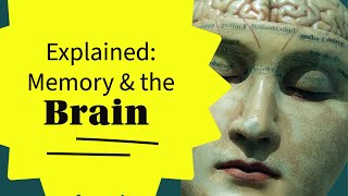 How Do We Remember Things And Why? How Does Our Brain and Memory Work?
