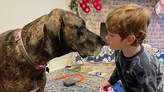 Are Great Danes good with small children?     Yes.  Newborn-20 months. by Creative Mechanic 43 views 2 years ago 5 minutes, 21 seconds