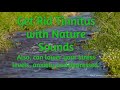 Get Rid Tinnitus with Nature Sounds | Sound Therapy for Lower Stress Levels and Anxiety
