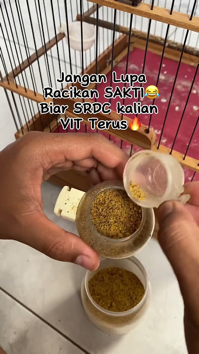 Rawatan Harian SRDC⁉️#srdcgacor #srdcbali #srdcbetinagacor #srdc #fyp #fypシ゚ #viral #viralvideo