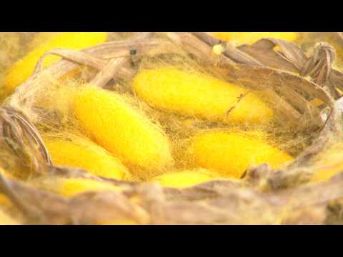 The Garden Gurus - Silkworms in Thailand