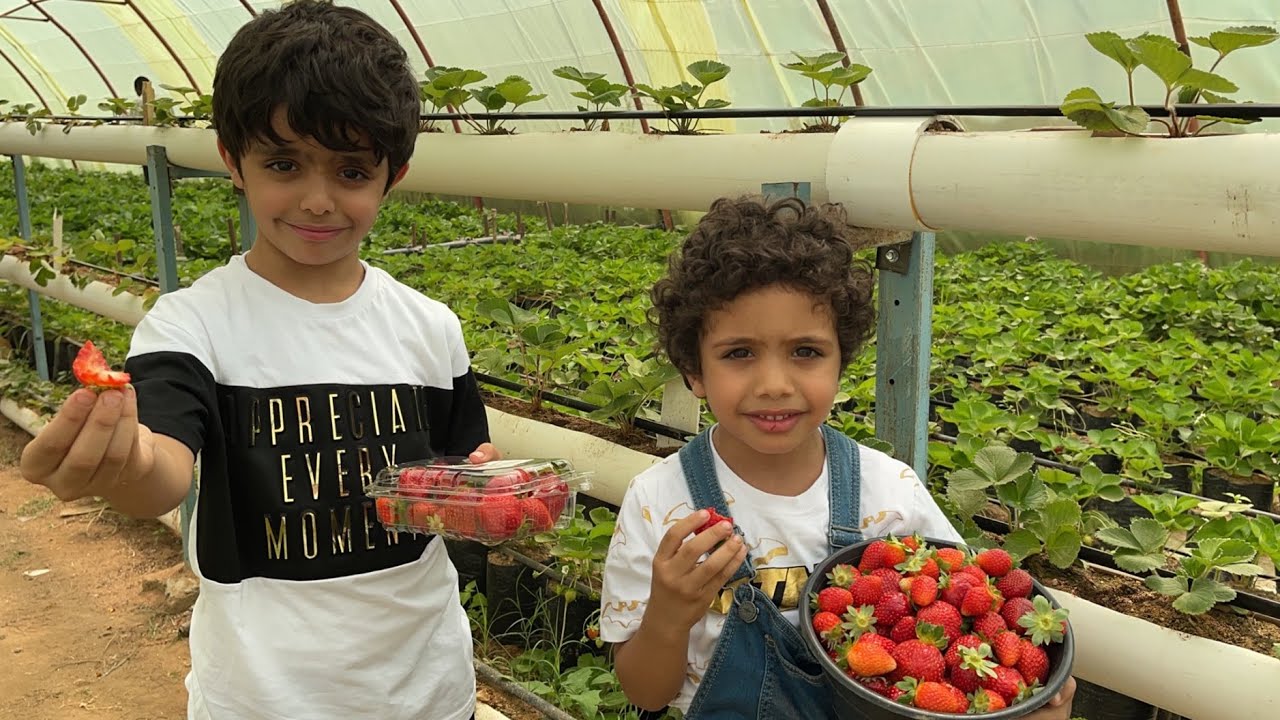 مشروع زراعة الفراولة
