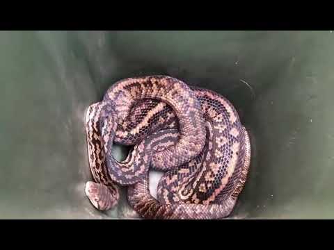 Queensland Couple Use Trash Can to Relocate Massive Python