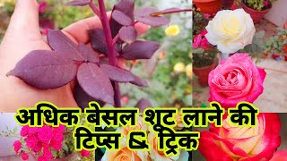 गुलाब में अधिक बेसल शूट कैसे आते हैं ? How to Get maximum Basal Shoot from Rose & best Fertilizer