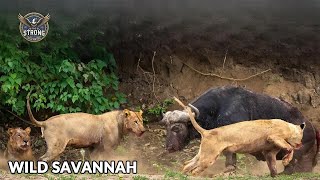 WILD SAVANNAH | Africa's Deadliest Predators Unveiled - Animal documentary